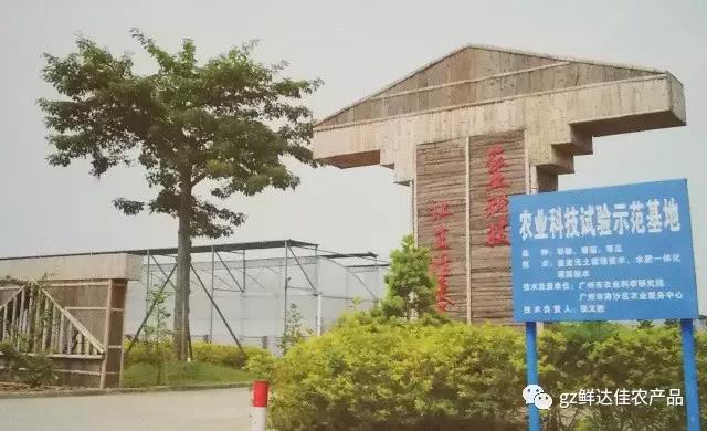 南沙农业生产伊人婷婷视频